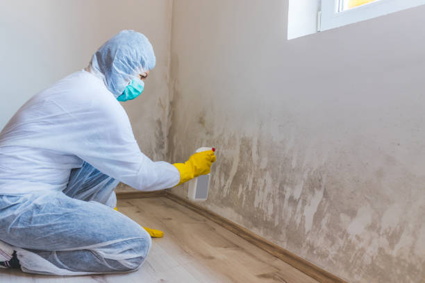 Licensed Commercial Mold Remediation service in Fort Lee, VA - Mold Remediation HQ