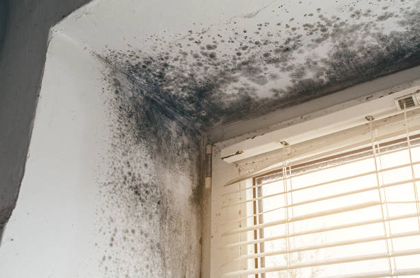 Affordable Commercial Mold Remediation solutions in Fort Lee, VA